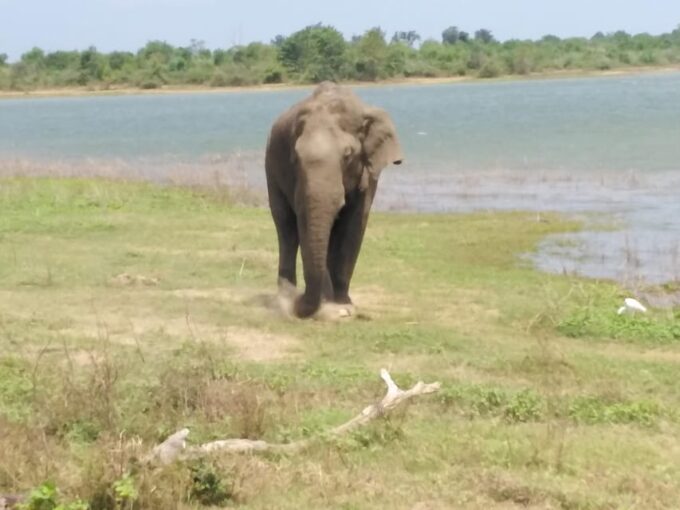 Yala National Park Safari Tour From Colombo / Galle - Frequently Asked Questions
