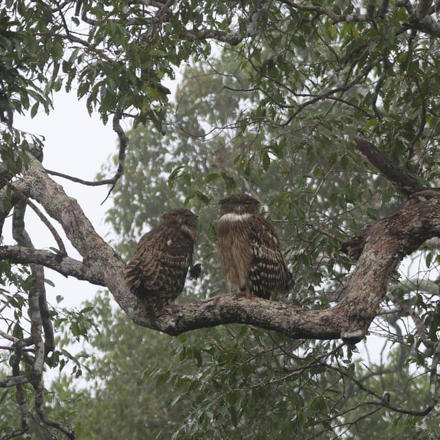 Yala National Park Safari Tours - 2 Options - Frequently Asked Questions