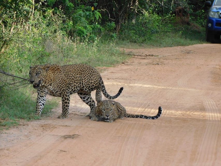 Yala National Park Safari Tours : 7 Hours & 12 Hours - Frequently Asked Questions