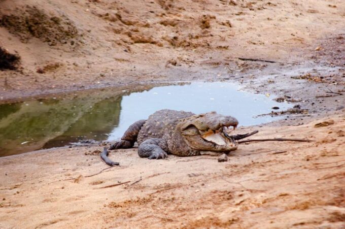 Yala National Park Wildlife Safari From Kaluthara - Frequently Asked Questions