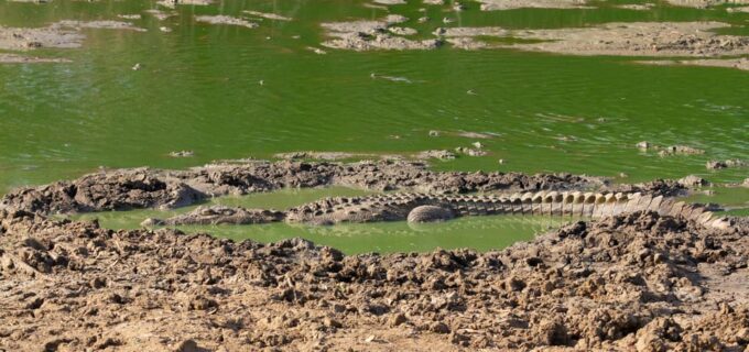 Yala Safari With Jeep & Entrance Tickets From Colombo - Frequently Asked Questions