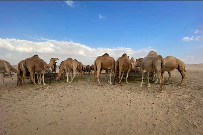 Abu Dhabi Morning Desert Safari,Dune Bashing,Sandboarding,Camel Riding&Quad Bike - Good To Know