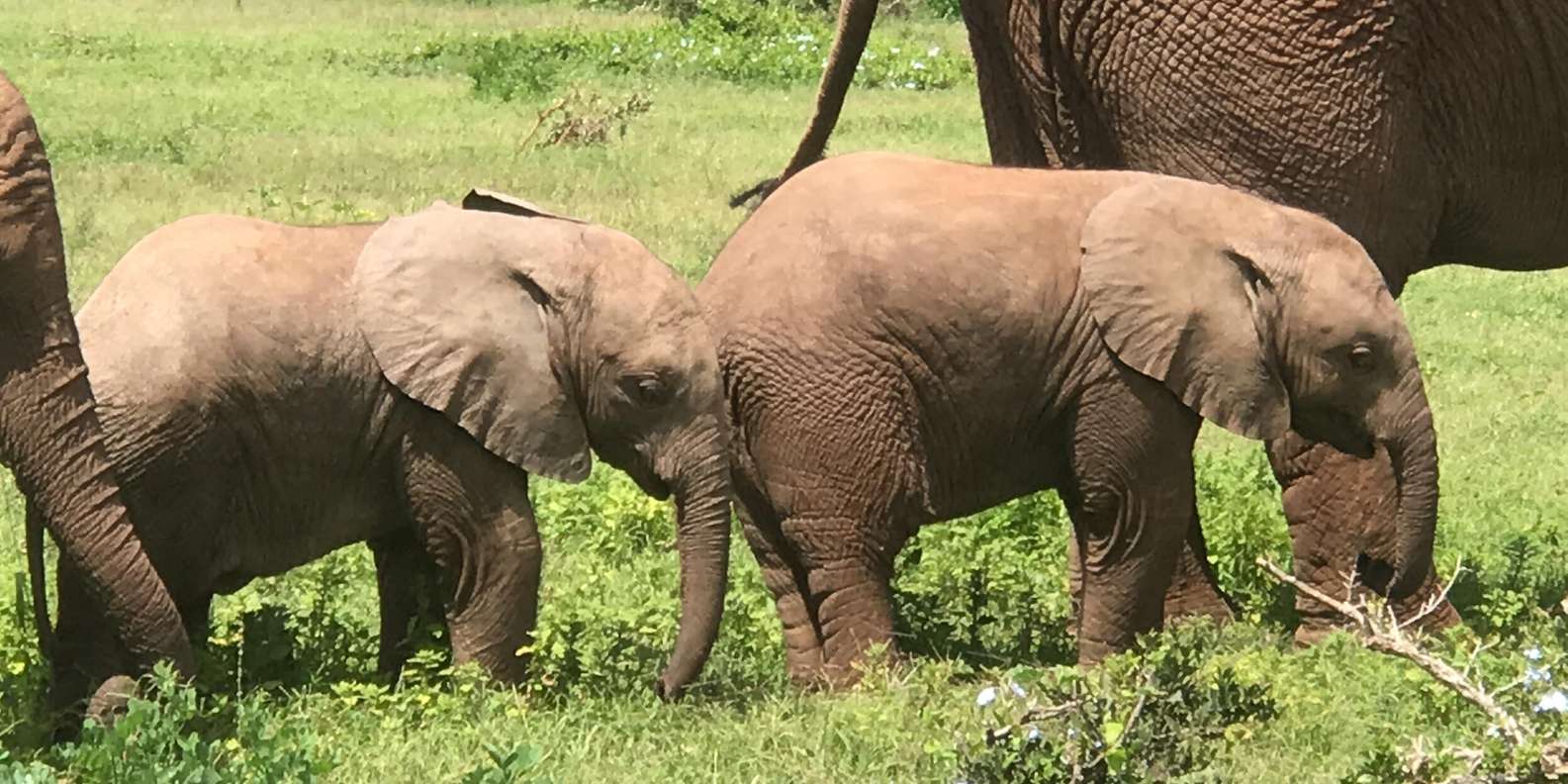 Addo Elephant National Park (Full-Day Game Drive ) - Good To Know