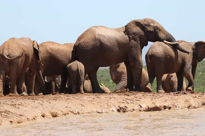 Addo Elephant National Park Half-Day Safari - Good To Know