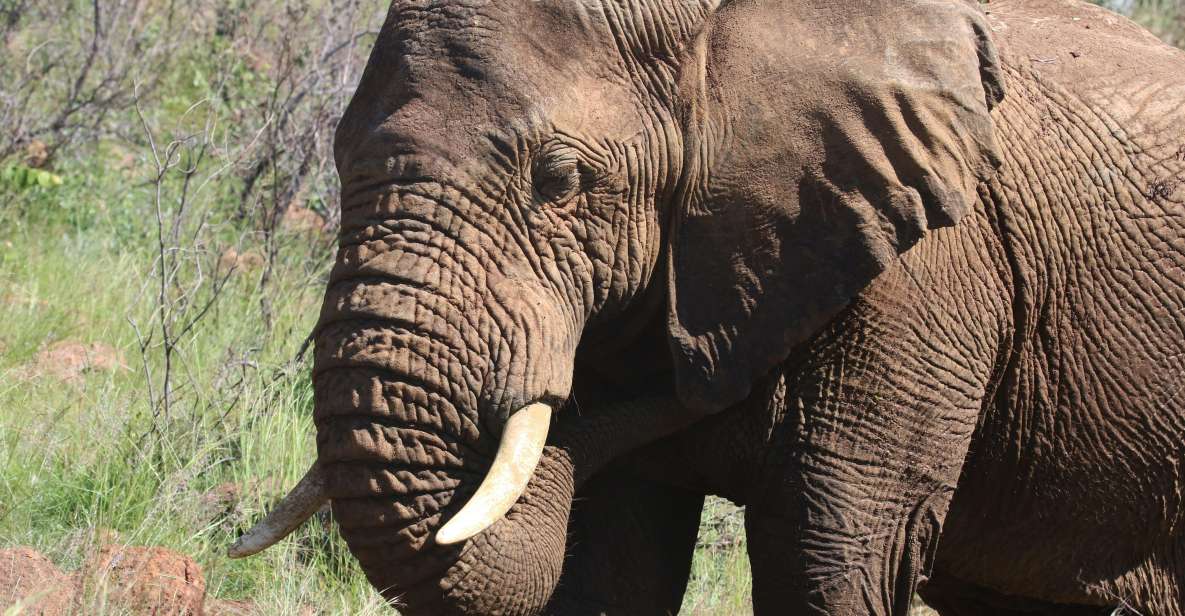 Addo Elephant Park Tours . - Tour Overview