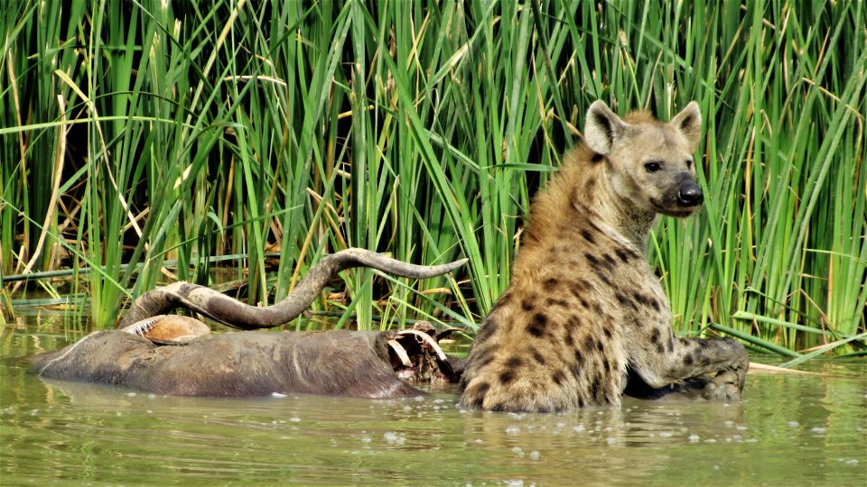 Addo National Park: Full-Day Safari Tour - Tour Overview