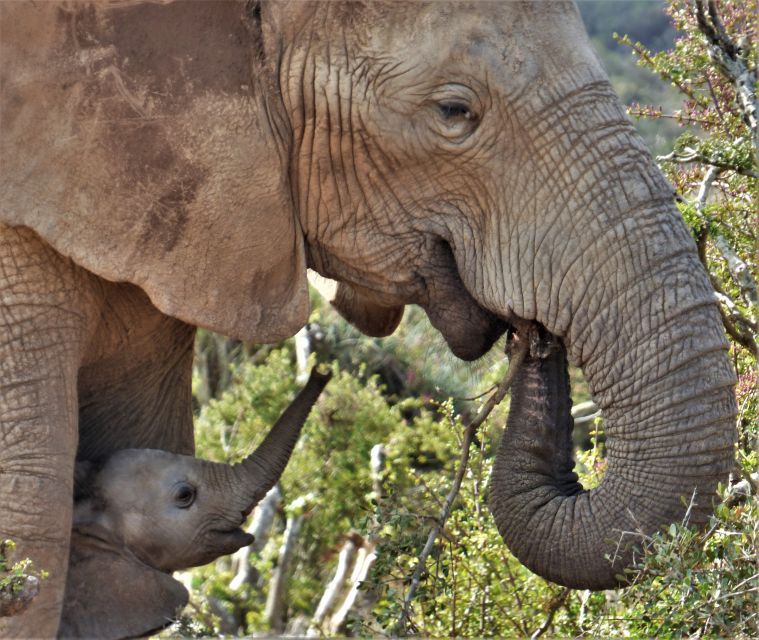 Addo National Park: Guided Half-Day Safari - Overview of the Safari Experience