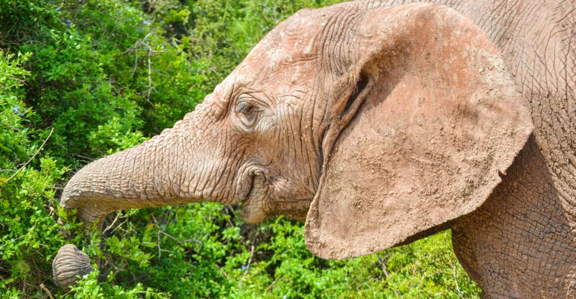 Addo Safari Full Day Tour - Good To Know