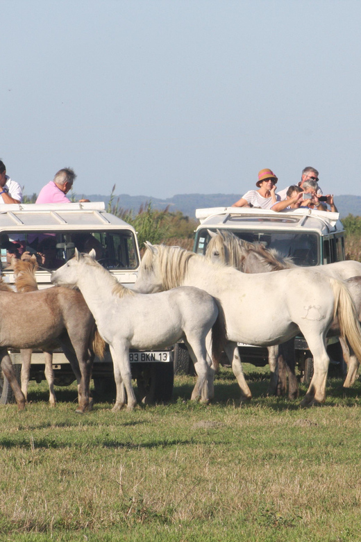 Aigues Mortes: PRIVATE Jeep Photo Safari in Camargue - Key Points