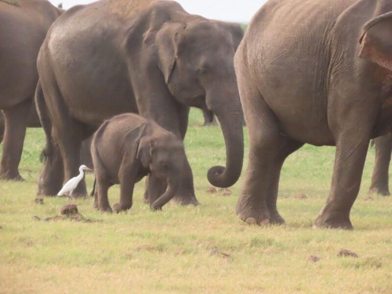 All Inclusive Minneriya/Kaudulla/Hurulu National Park Safari - Good To Know