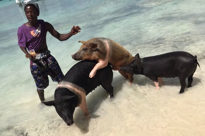 All Inclusive Swimming With The Pigs - Good To Know