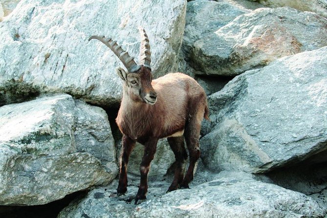 Alpine Zoo Innsbruck and Hungerburg Funicular Combo Ticket - Good To Know