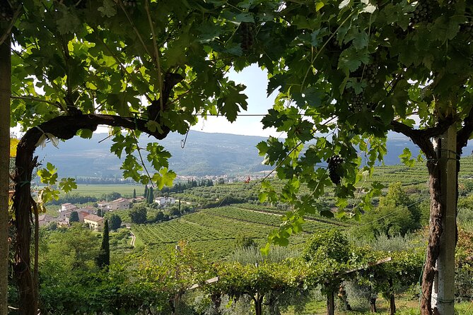 Amarone 2005 Wine Experience - Good To Know