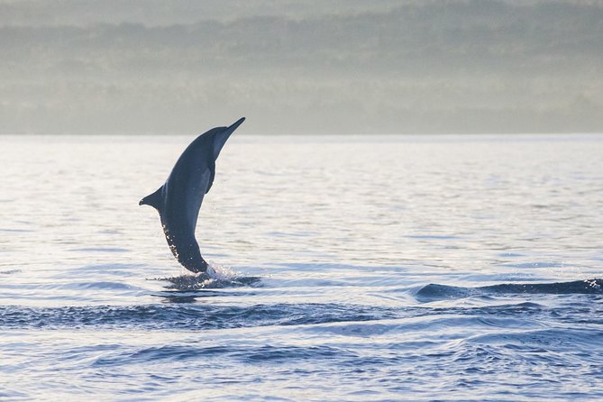 Amazing Private Tours: Dolphins Lovina and Gitgit Waterfall Include Lunch - Tour Overview