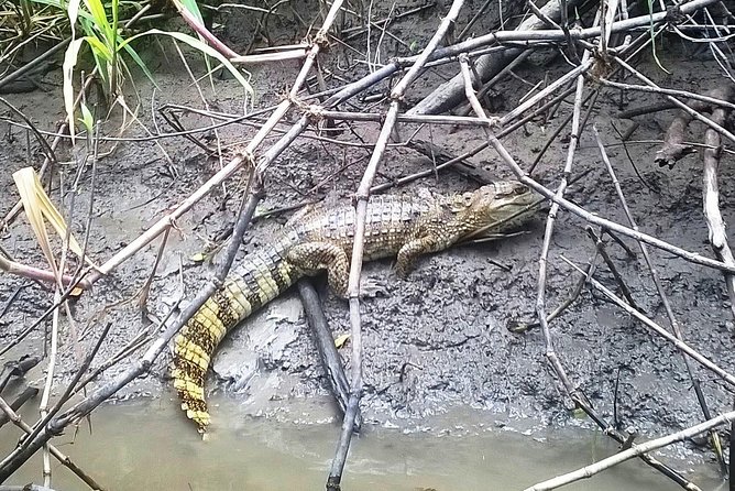 Amazon Adventure Wildlife Observation in a Night Tour - Good To Know