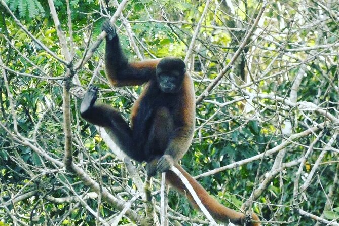 Amazon Wildlife Explorations 3 Days 2 Night - Good To Know