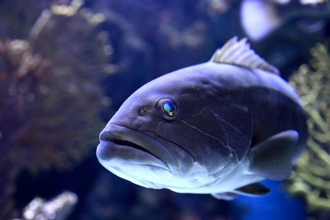 Aquarium & Face2face Wax Museum From Antalya - Good To Know
