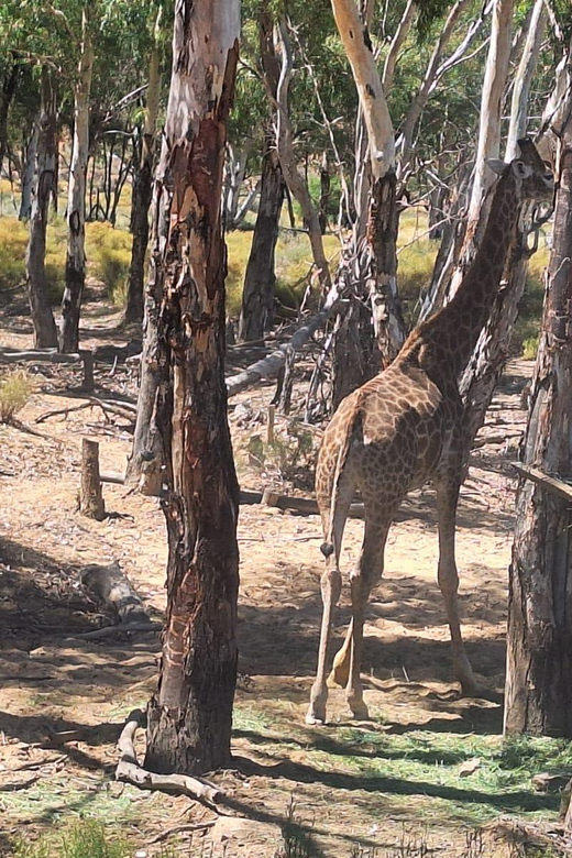 Aquila Game Reserve Big 5 Safari Cape Town Private Tour - Good To Know