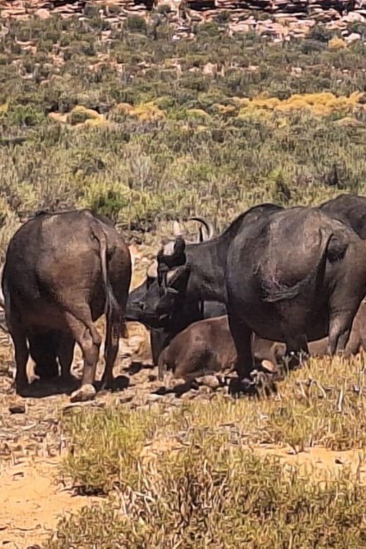 Aquila Game Reserve Full Day Big 5 Safari in Cape Town - Good To Know