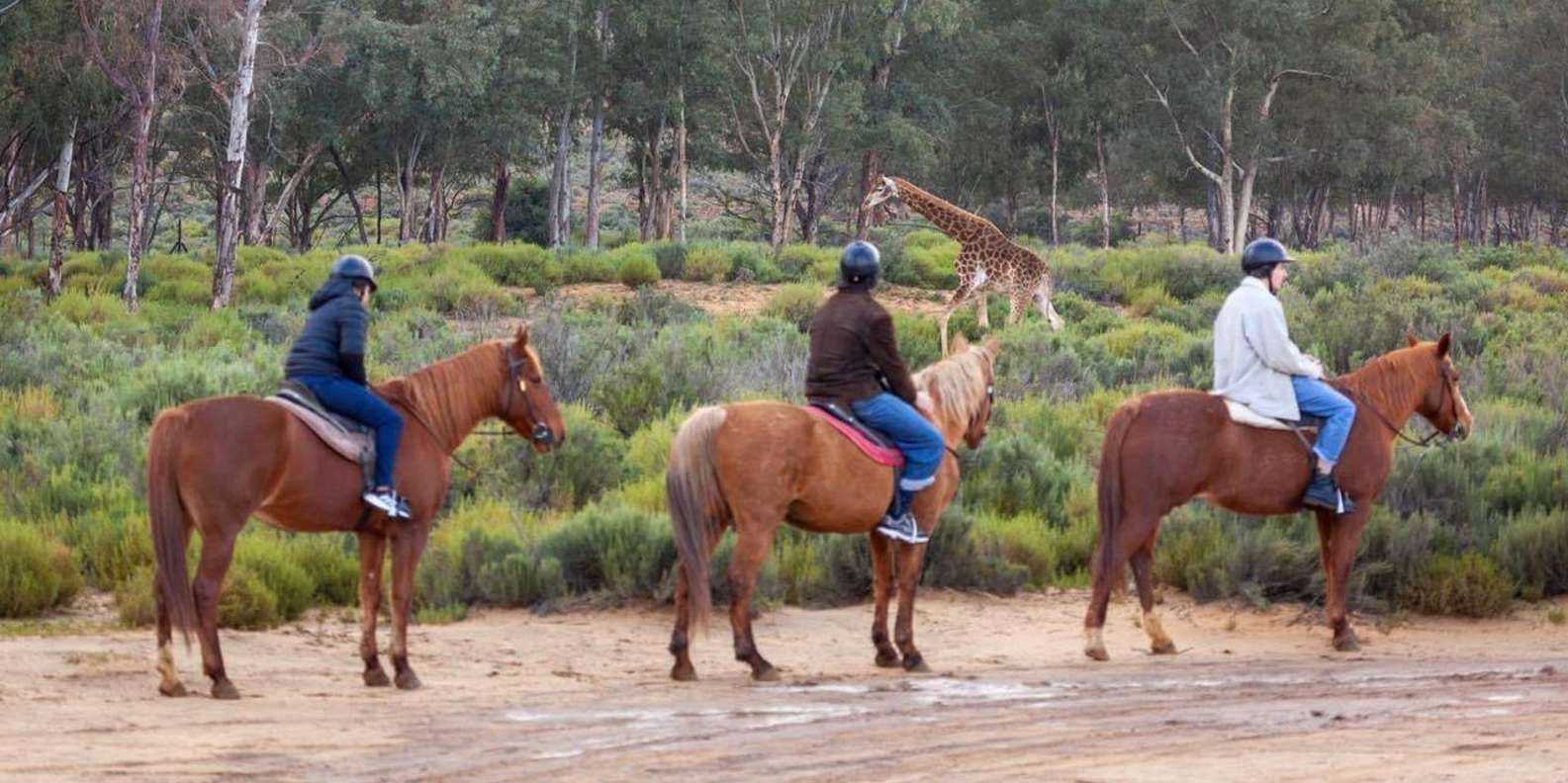 Aquila Safari Game Reserve Group Tour Full Day - Good To Know