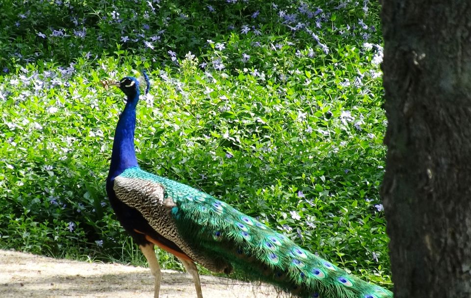 Aranjuez: Garden of The Prince Entry Ticket and Guided Tour - Good To Know