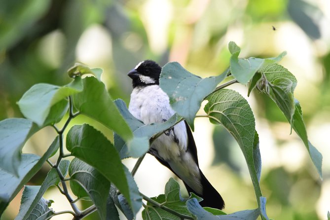Asuncion Birding Tour - Good To Know