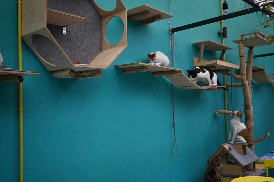 Athens: Cat Cafe Visit With Drink and Sweet - Good To Know