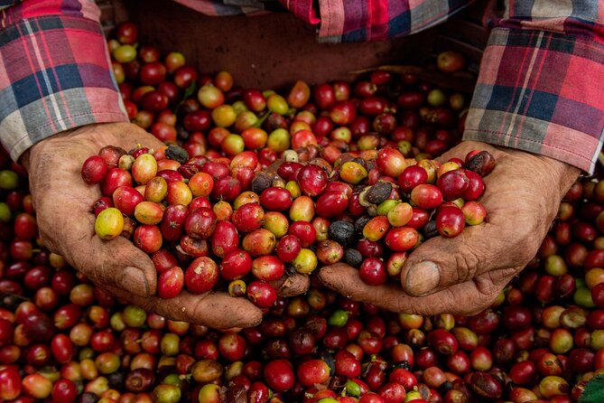 Authentic Experience of Coffee, Cane and Caco Inside the Forest - Good To Know