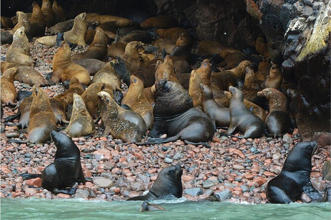 Ballestas Islands, Nazca Lines and Huacachina Tour From Lima - Exploring the Ballestas Islands