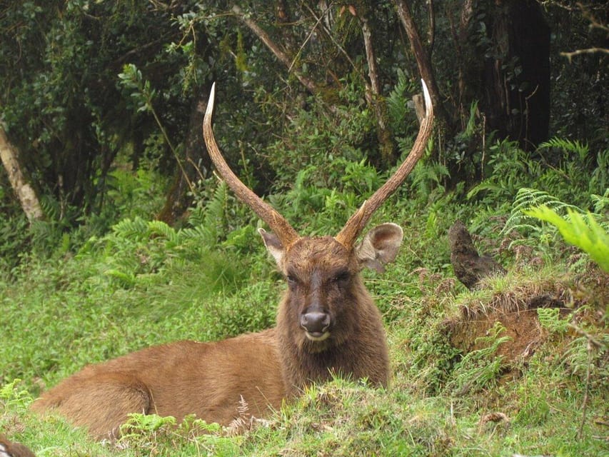 Bambarakanda to Horton Plains Jeep Safari - Good To Know