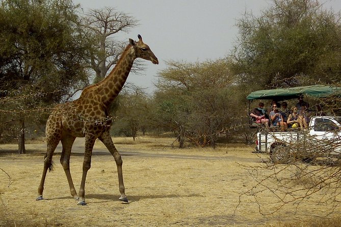 Bandia Park Safari (Minimum 2 Participants) - Good To Know