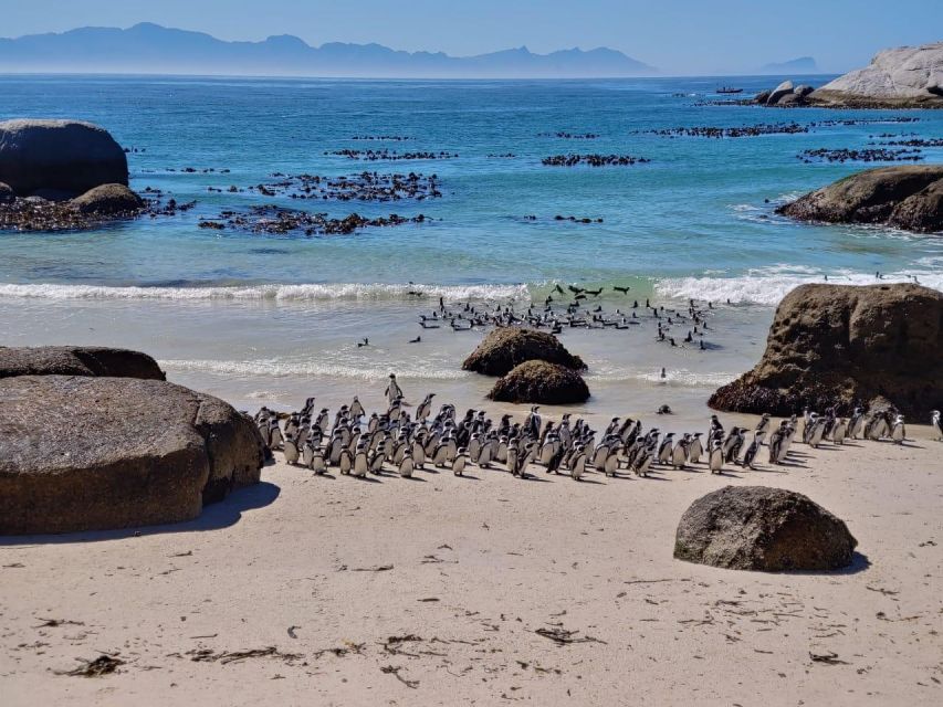 Beach Day at Boulders Beach & Penguin Watching, Half Day - Good To Know