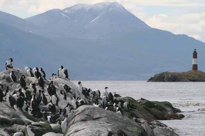 Beagle Channel and Seal Island Catamaran Tour From Ushuaia - Tour Overview