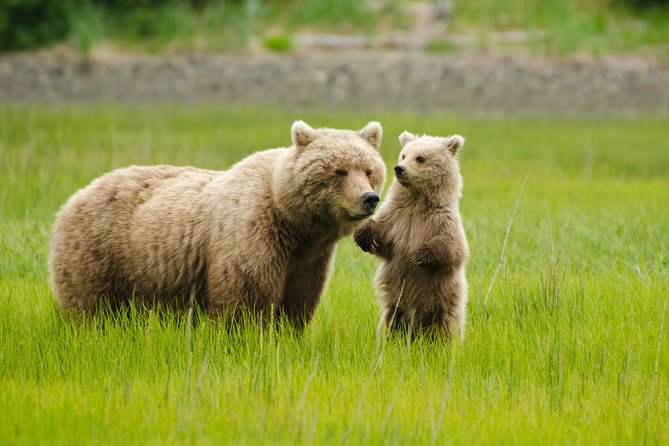 Bear Viewing Excursion and Airplane Adventure Tour - Good To Know