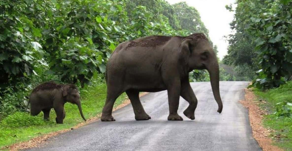 Beauty of Nature, Cochin With Periyar Wildlife Tour(04 Days) - Good To Know