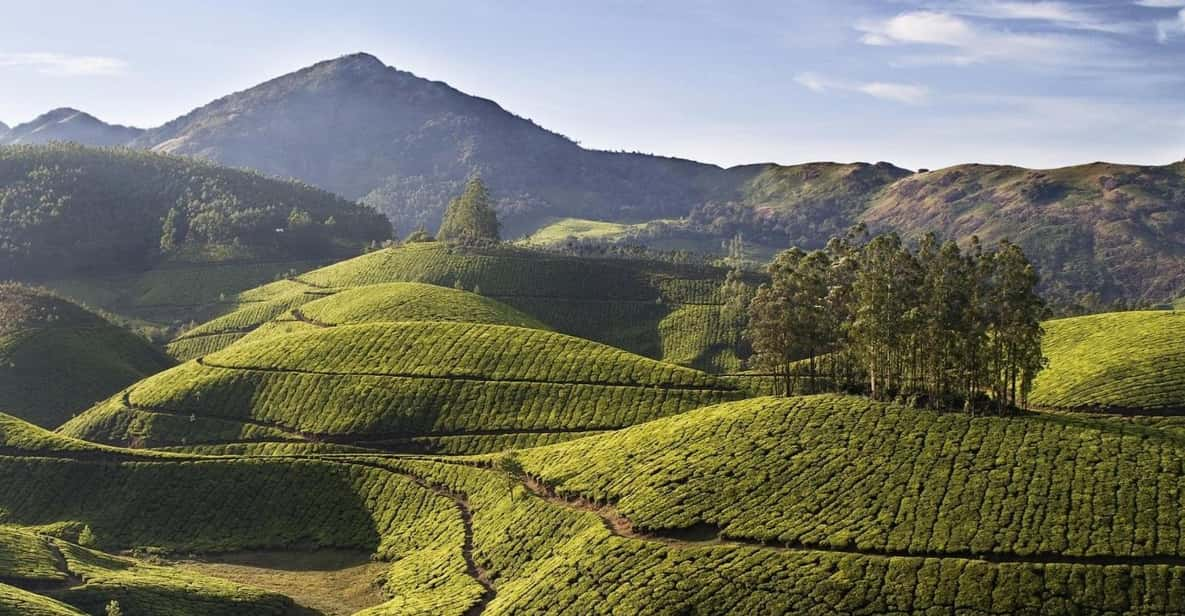 Beauty of Nature, Munnar Hill Station Tour (03 Days) - Good To Know