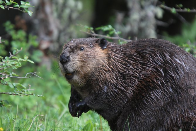 Beavers Watching