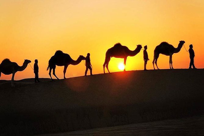 Bedouin Adventure: Dromedaries in the Desert - About Your Stay