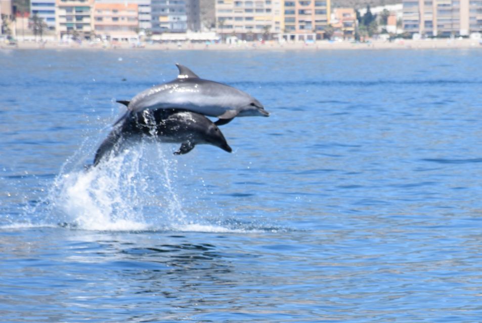 Benalmadena: Dolphin Watching Boat Tour - Good To Know