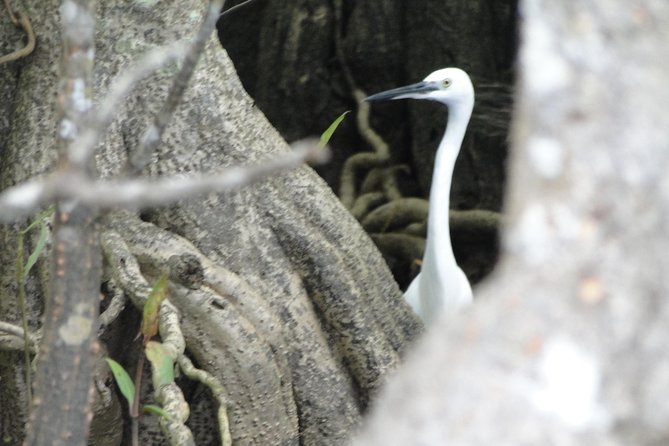 Bentota River Safari - Good To Know