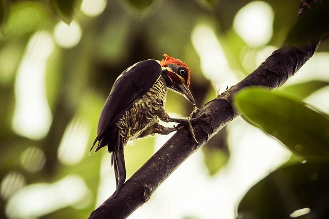 Best Birdwatching Tour in La Fortuna: Explore Ecocentro Danaus - Good To Know