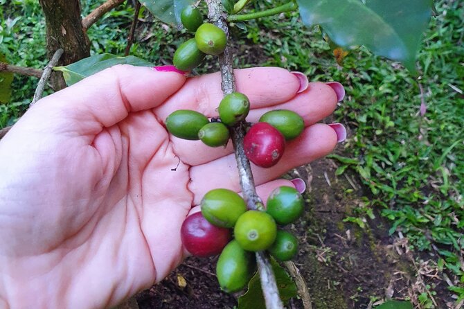 Best Coffee Brewing Workshop in AVOEDEN Cafe - Workshop Details