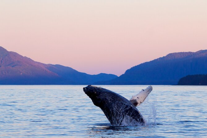 Best Whale Watching and Wildlife Shore Excursion in Sitka - Good To Know
