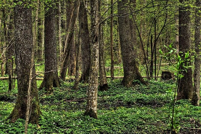 Bialowieza National Park Small Group Tour From Warsaw With Lunch Included - Good To Know