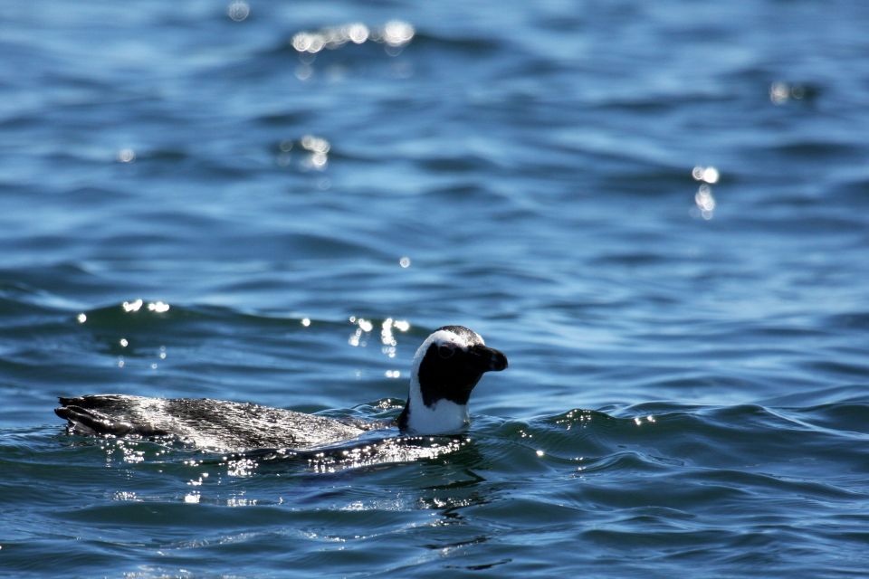 Big 5 Sea Safari Boat Ride of Gansbaai or Walker Bay - Good To Know