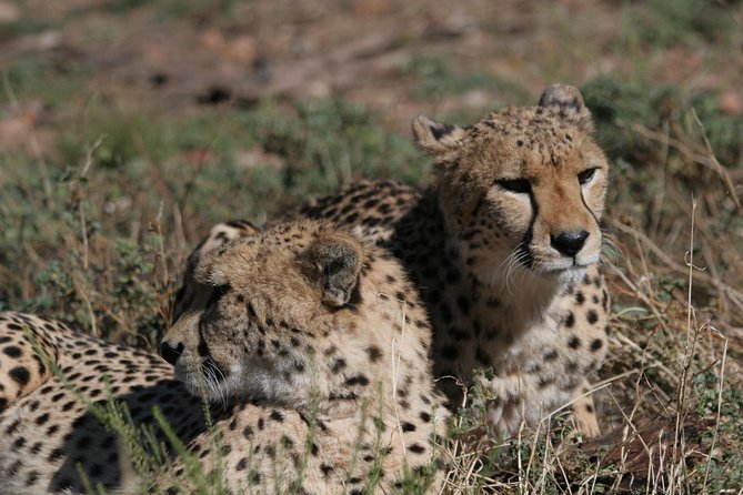Big Five Game Reserve Wildlife Safari From Cape Town - Good To Know