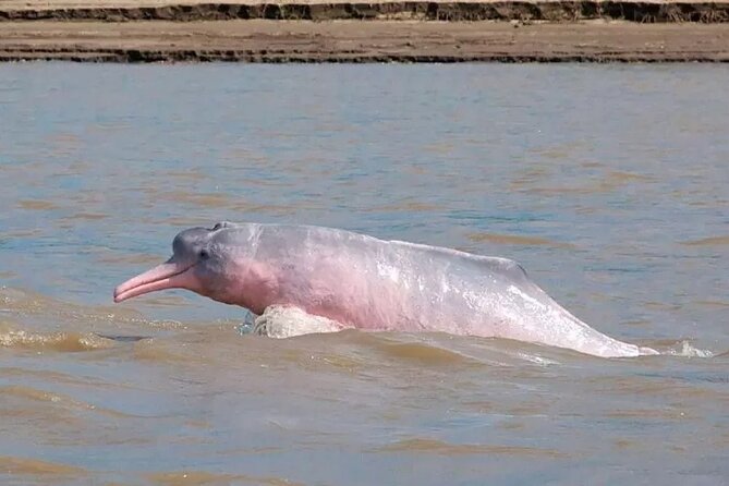 Biodiversity and Bird and Dolphin Watching Tour Orocué Yopal