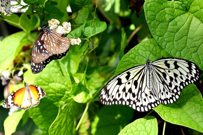Bird Park & Butterfly Farm Nature Include All Entrance Tour From Kuala Lumpur - Good To Know