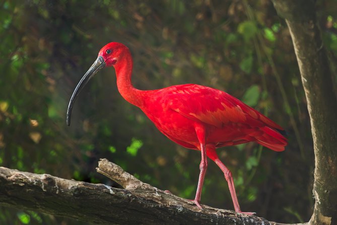 Bird Sanctuaries Tour - Good To Know