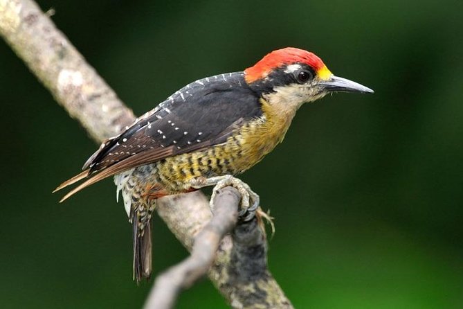 Bird Watching Arenal Oasis - Overview of the Activity